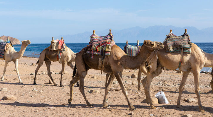 SHARM EL SHEIKH Turu Air Cairo Havayolları ile 3 gece 4 gün